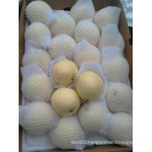 Hebei Fresh Crown Pear with Lowest Price